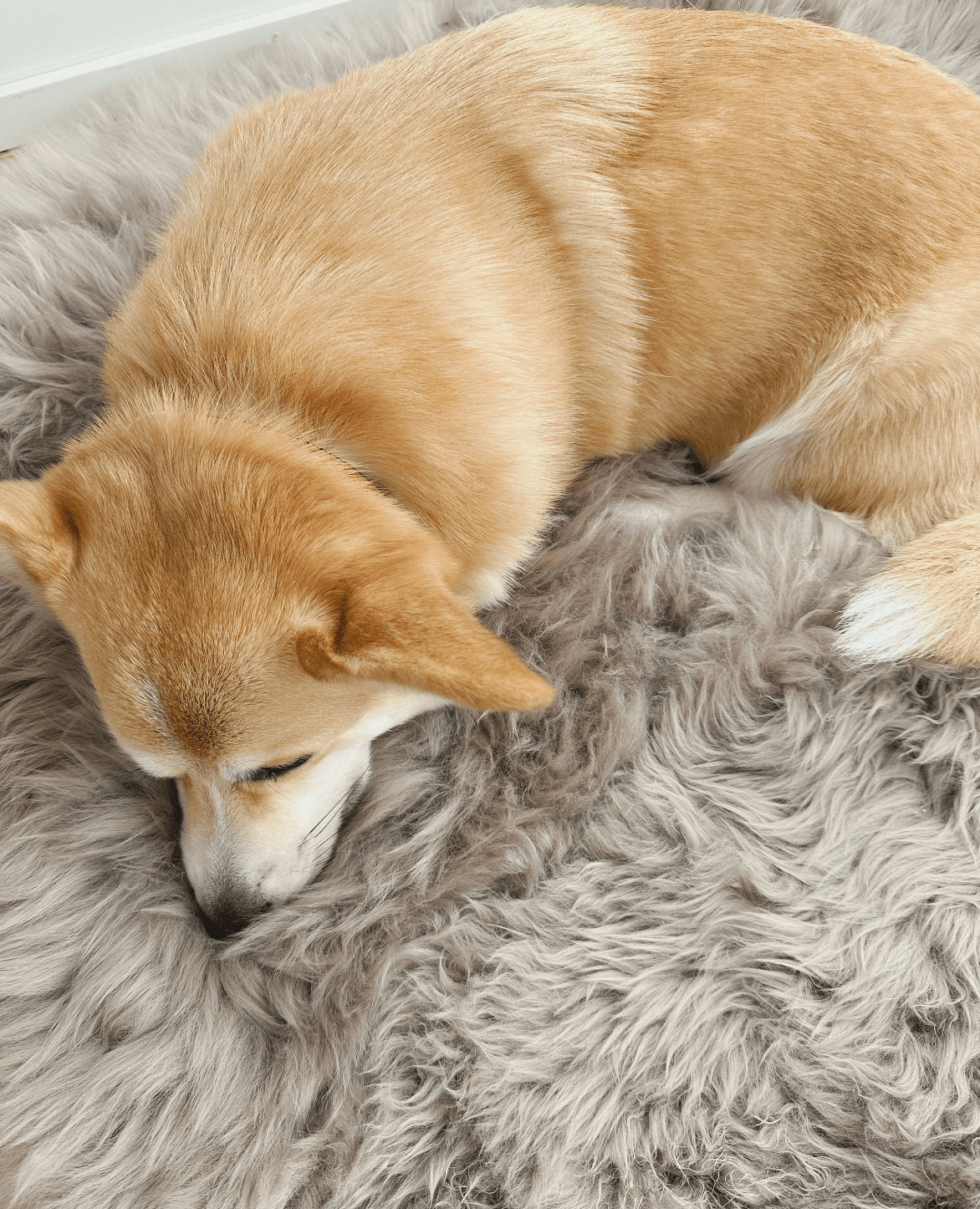 A dog resting on a Square or Rectangular Natural Sheepskin Pet Mat from Mellow Pet Store, creating a cozy and hypoallergenic space for your pet.