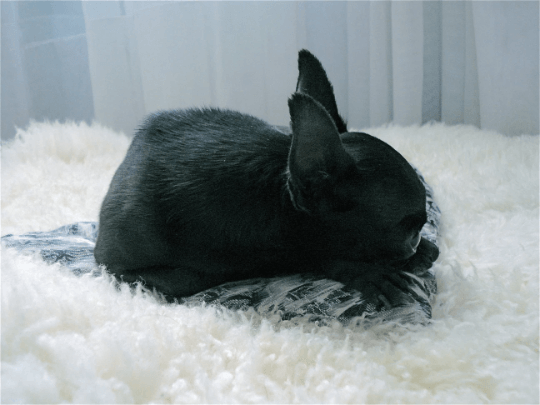 A black dog lounging on a pillow made of Mellow Pet Store's Natural Sheepskin Rug for Pets.