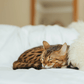 A bengal cat sleeping on a white couch in an eco-luxury Mellow Pet Store Natural Sheepskin Rug for Pet.