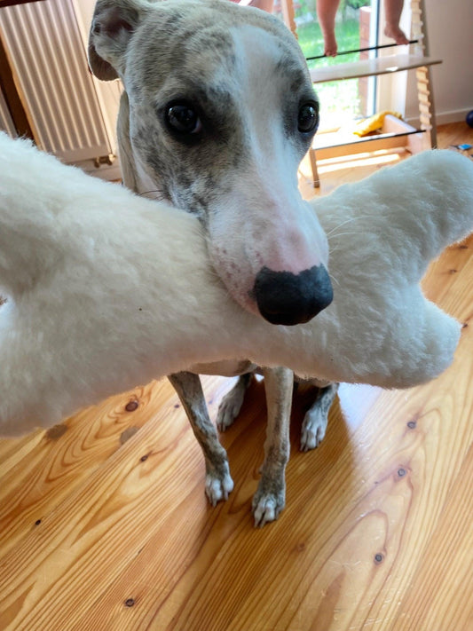 A greyhound dog is holding a Natural Sheepskin Dog Toy Bone from Mellow Pet Store on an eco-friendly pet product.