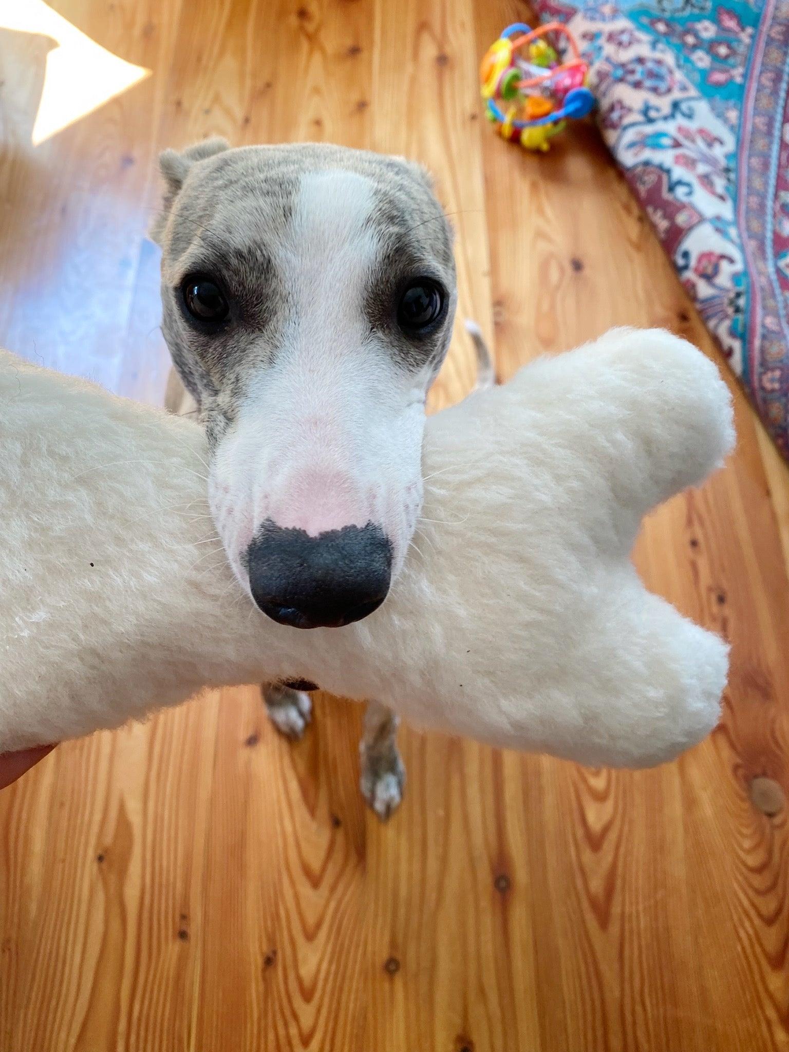 A dog is holding a Natural Sheepskin Dog Toy Bone near its Eco-luxury pet supplies from Mellow Pet Store.