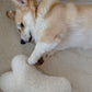 A corgi dog playing with a Mellow Pet Store Natural Sheepskin Dog Toy Bone.