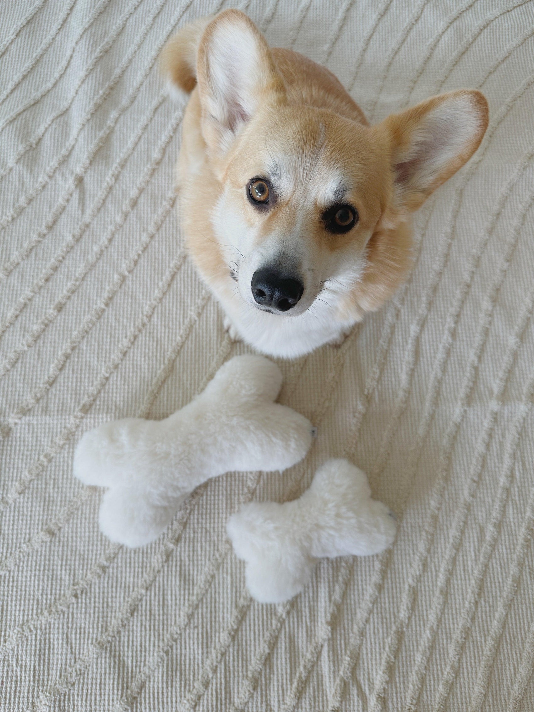 A corgi standing next to a white Natural Sheepskin Dog Toy Bone from Mellow Pet Store, a sustainable dog toy.