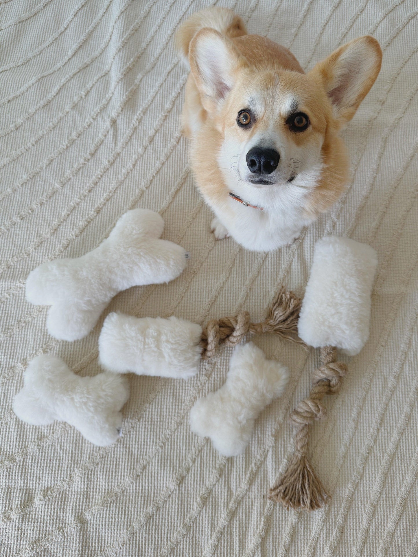 A corgi dog is lounging on a bed with Natural Sheepskin Dog Toy Bones, surrounded by Mellow Pet Store natural sheepskin pet beds.